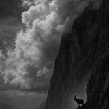 Stone Ledge - zwart-wit dierportret, Wandkraft