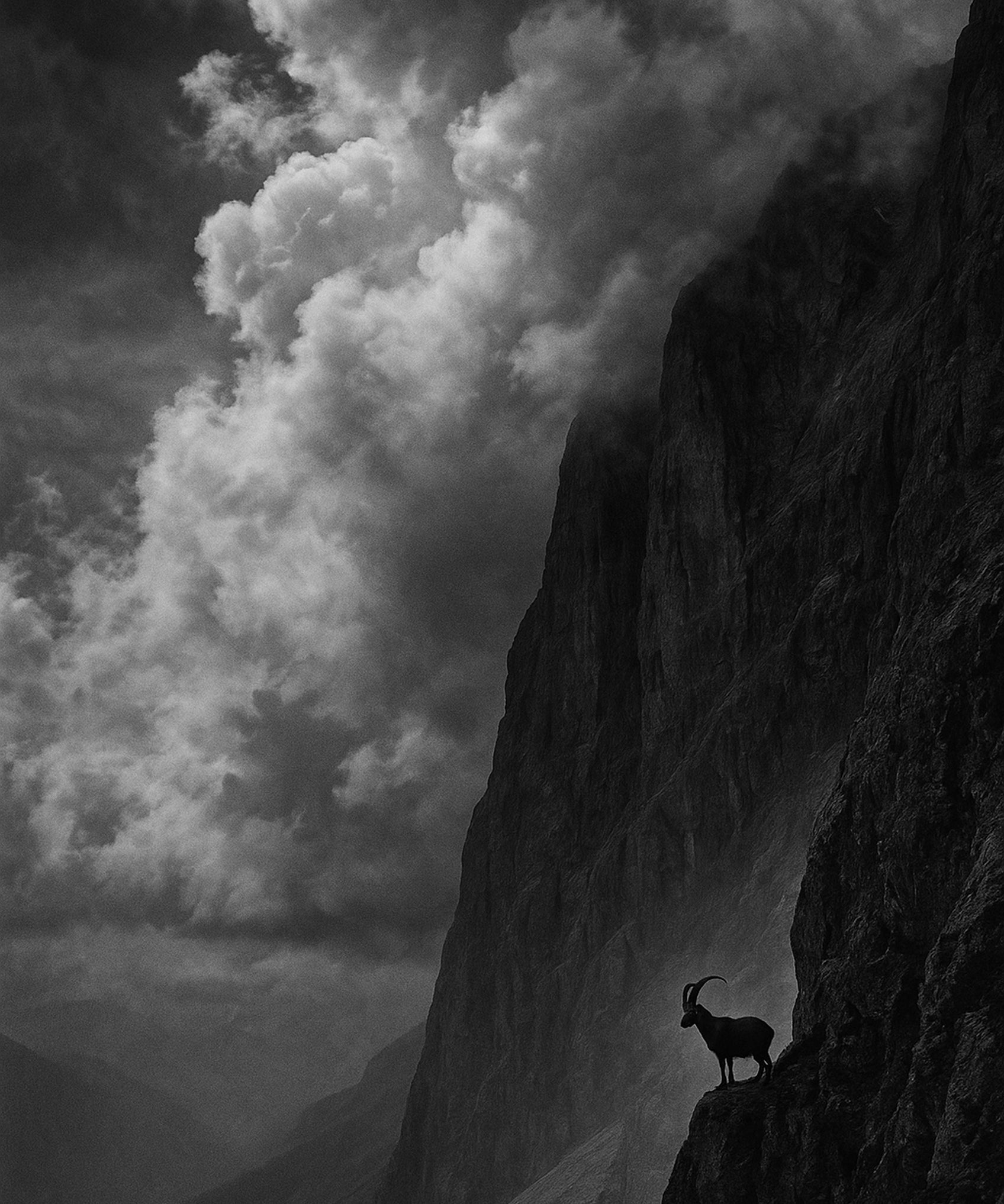 Stone Ledge - zwart-wit dierportret, Wandkraft