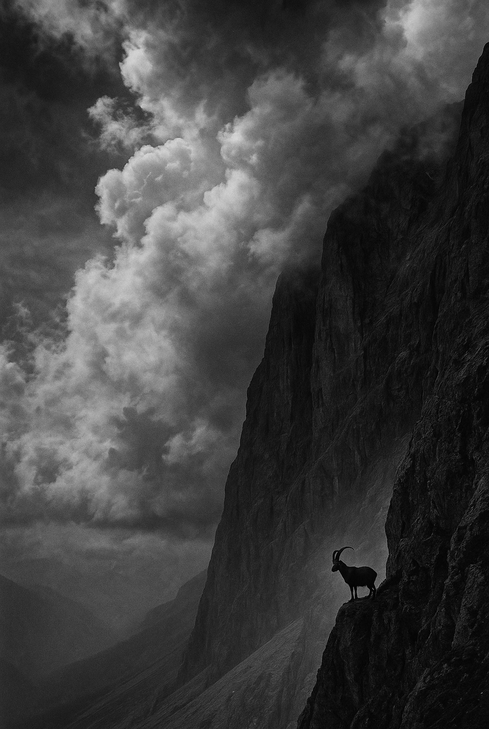 Stone Ledge - zwart-wit dierportret, Wandkraft