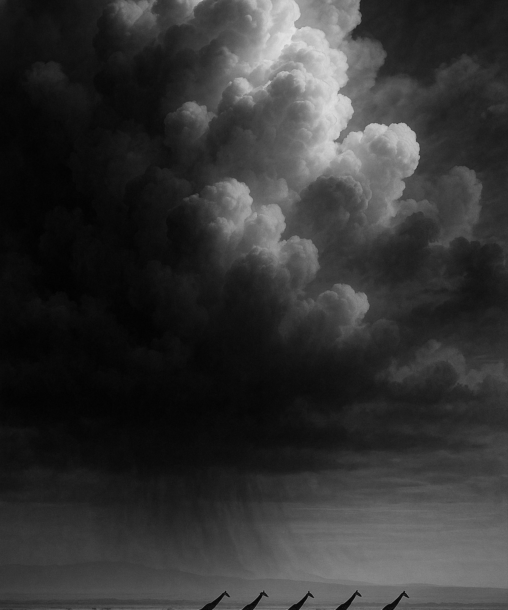 Storm Line - zwart-wit dierportret, Wandkraft