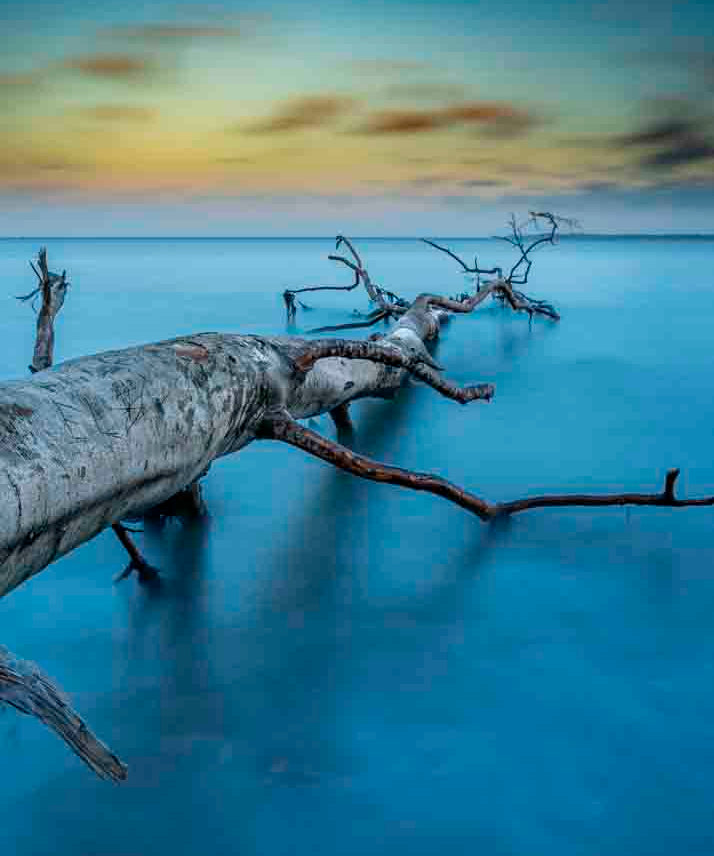 Art of Nature 041 Walldecoration Wandkraft 48x98 cm
