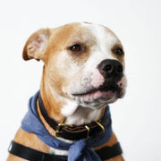 Décoration murale Wandkraft : Chien brun et blanc au bandana bleu et collier noir sur le portrait de chien moderne Faces 018 sur fond blanc, allure fraîche. pour un intérieur élégant