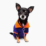 Wandkraft Wanddekoration: Kunstwerk eines sitzenden schwarz-braunen Chihuahuas in buntem Shirt und rotem Halsband, moderner Stil von Wandkraft. für ein stilvolles Interieur