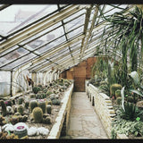 Botanical Stories 013 Walldecoration Wandkraft 118x70 cm