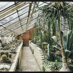 Botanical Stories 013 Walldecoration Wandkraft 148x98 cm