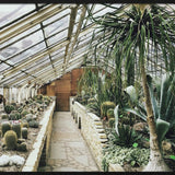 Botanical Stories 013 Walldecoration Wandkraft 148x98 cm