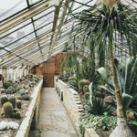 Botanical Stories 013 Walldecoration Wandkraft