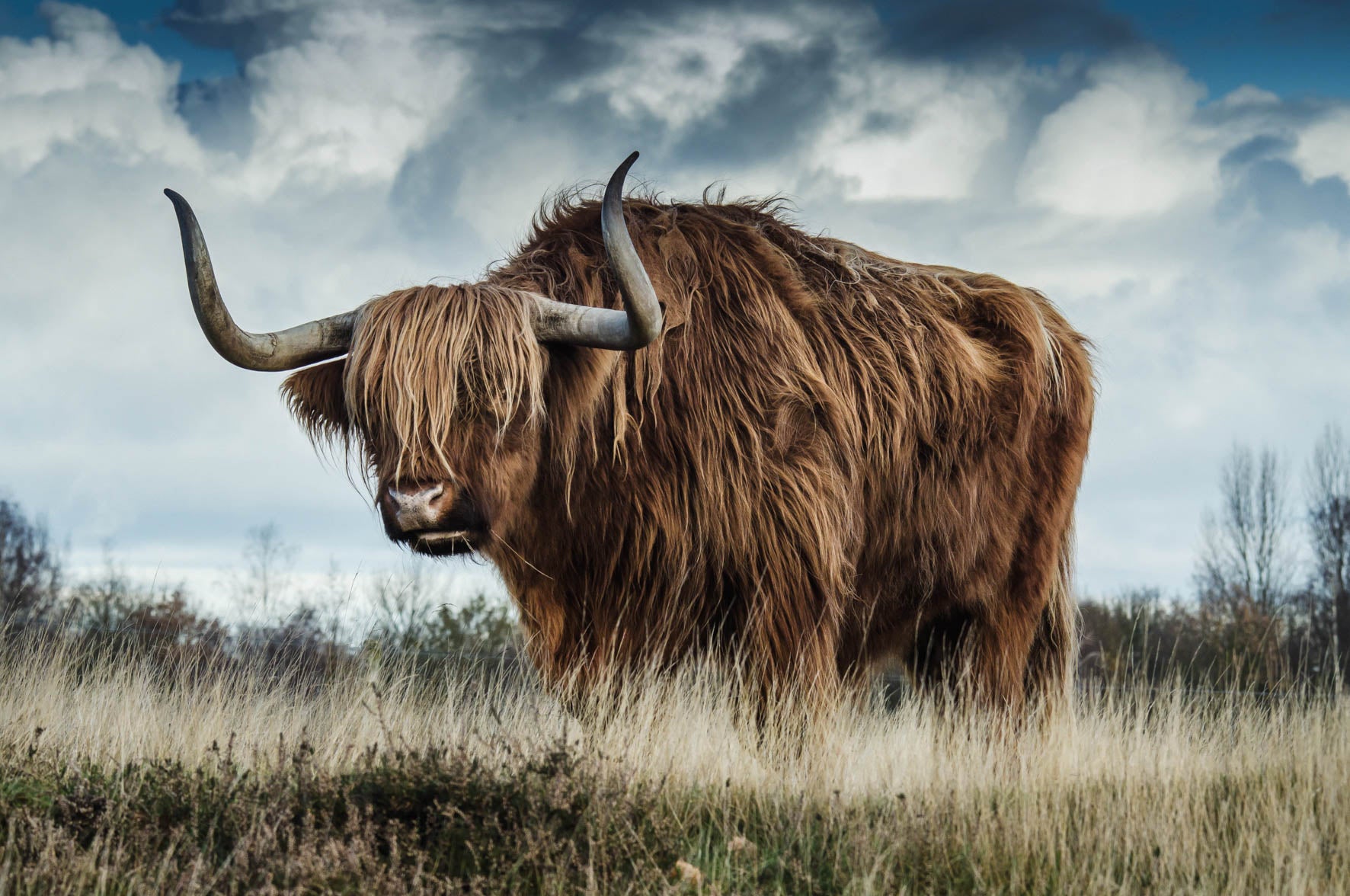 European Wildlife 009 Walldecoration Wandkraft 148x98 cm