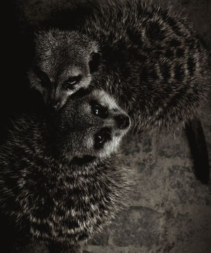 Wildlife 003 Walldecoration Wandkraft 70x118 cm