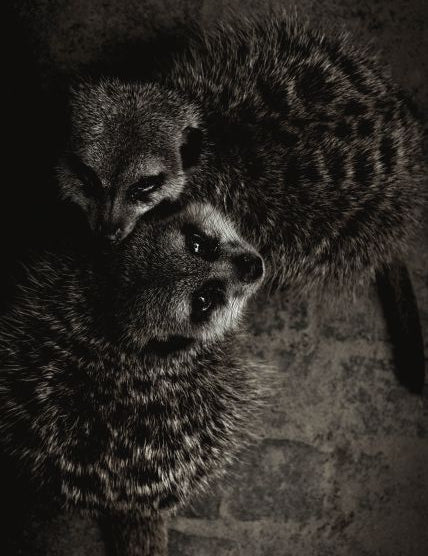 Wildlife 003 Walldecoration Wandkraft 70x118 cm