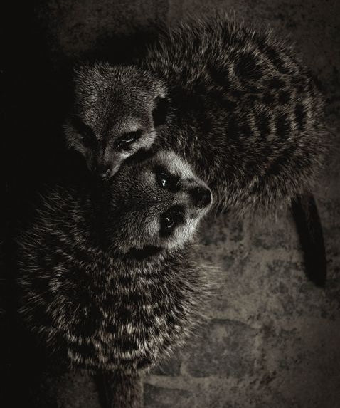 Wildlife 003 Walldecoration Wandkraft 98x148 cm