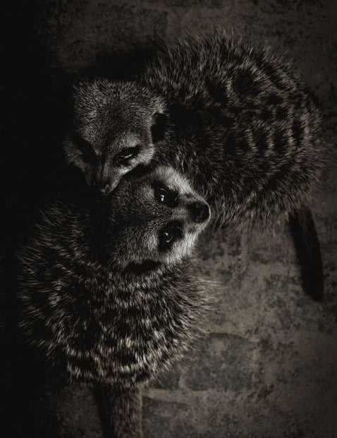 Wildlife 003 Walldecoration Wandkraft 98x148 cm