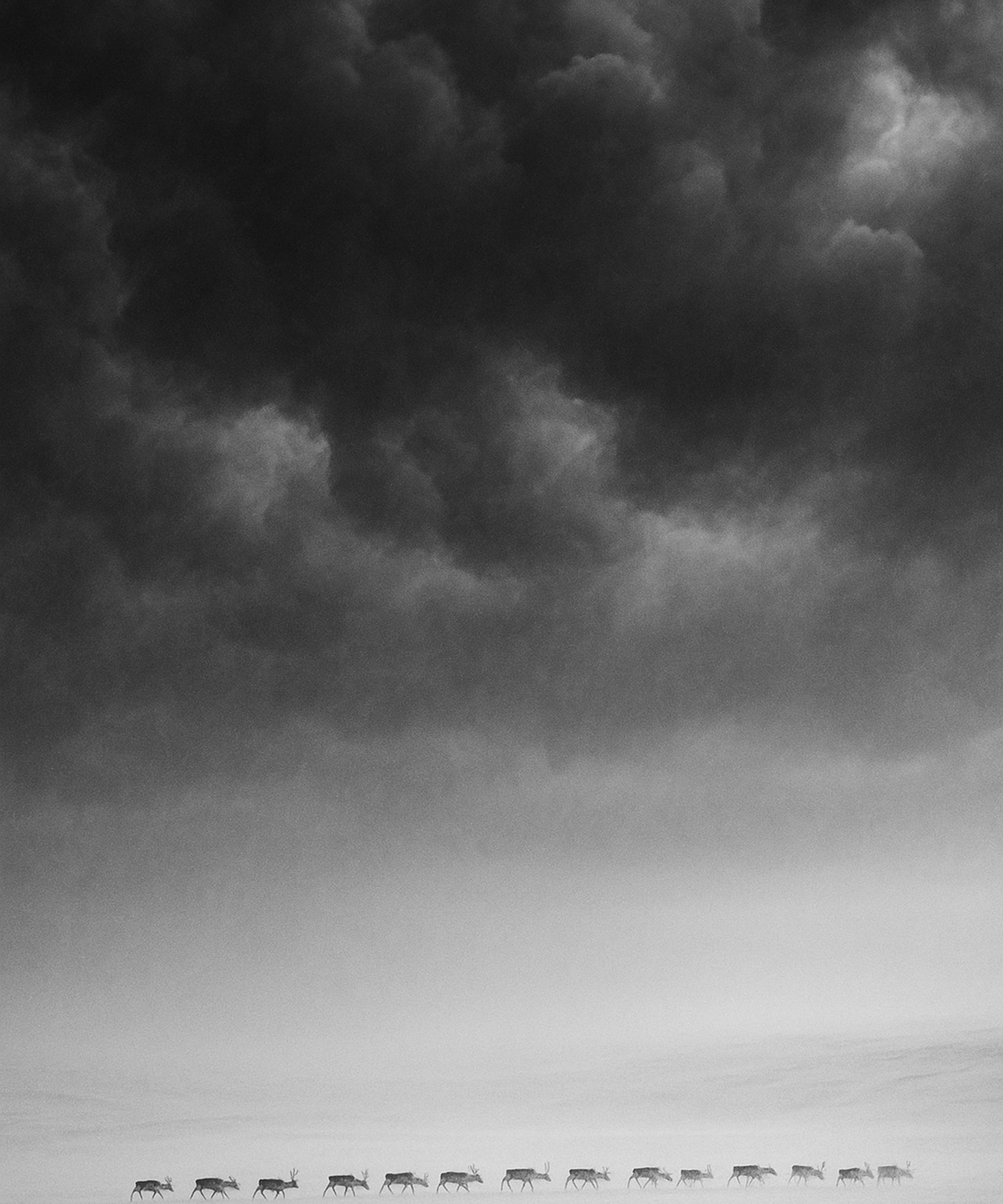 White Passage - zwart-wit dierportret, Wandkraft