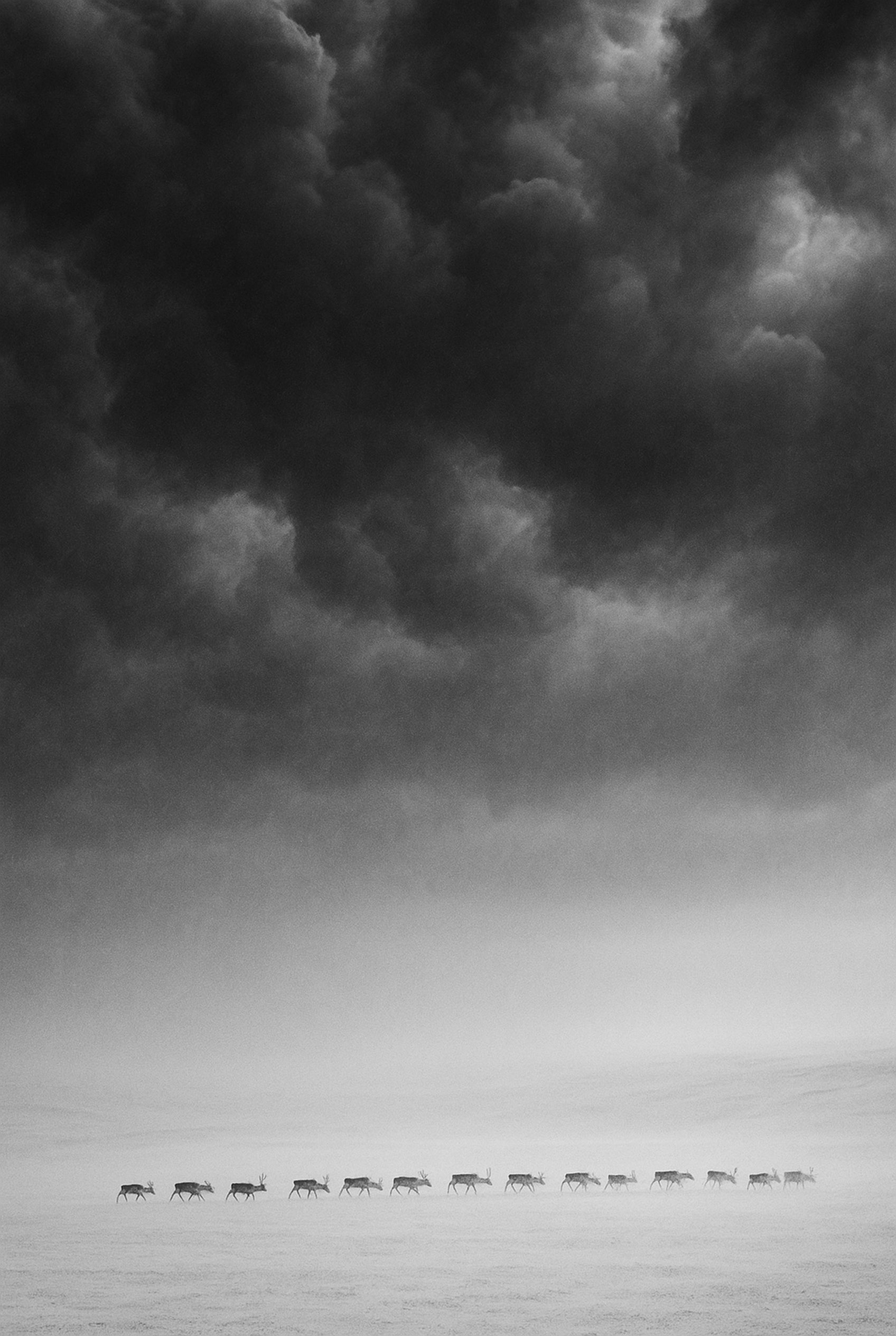 White Passage - zwart-wit dierportret, Wandkraft